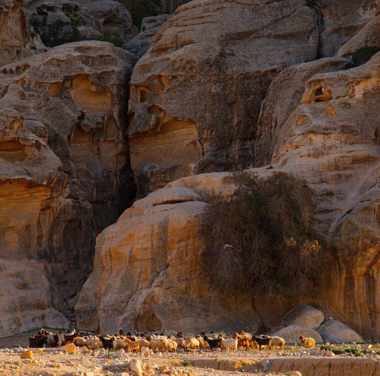 Отель Wadi Rum Al-Omar Экстерьер фото